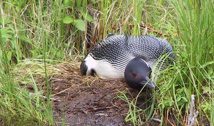 Gary loon resized