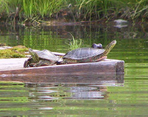 Gary turtles resized